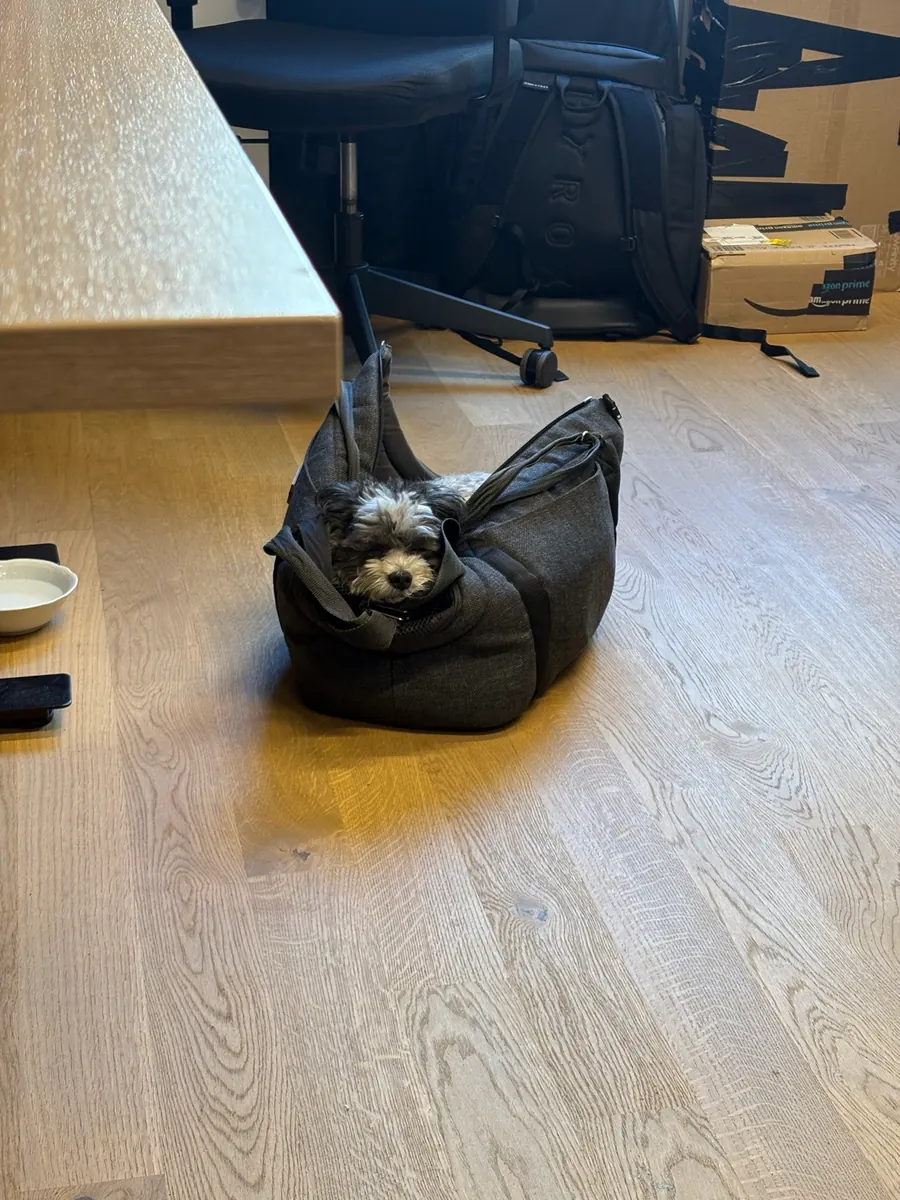 Fourty curled up in a grey bag on the office floor, next to a water bowl
