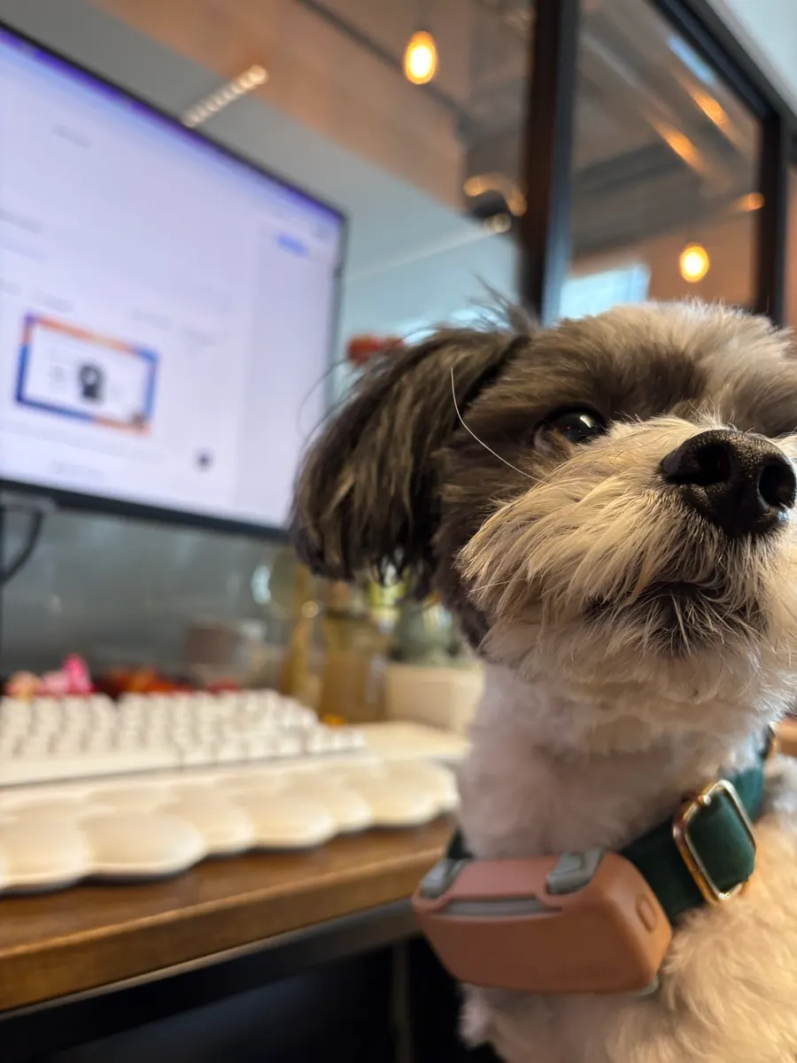 Fourty, a small grey and white dog with a green collar, in front of a keyboard and a monitor